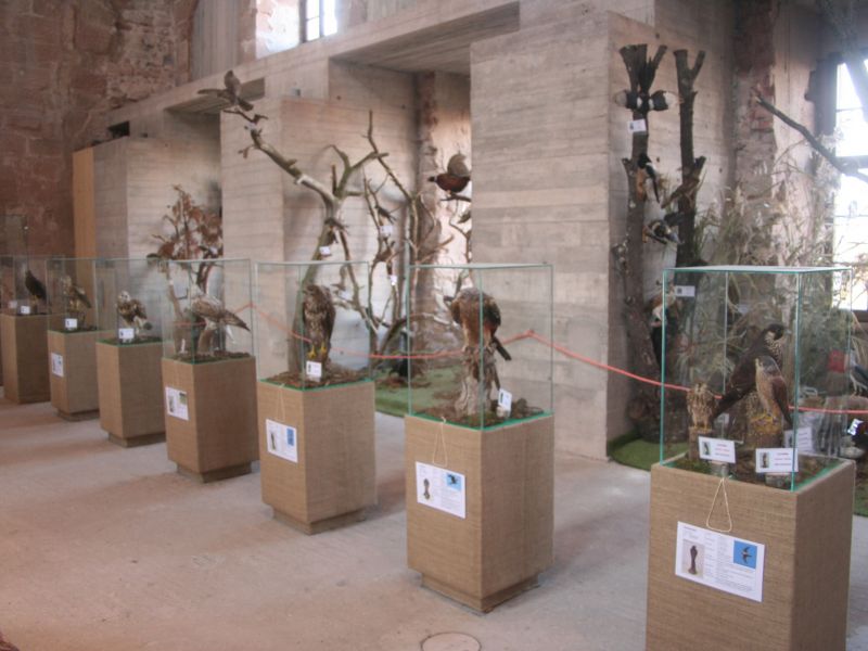 tl_files/02 Bayern/07 Bildberichte/Krumme Schnaebel-Scharfe Krallen/Milan und Bussarde.jpg